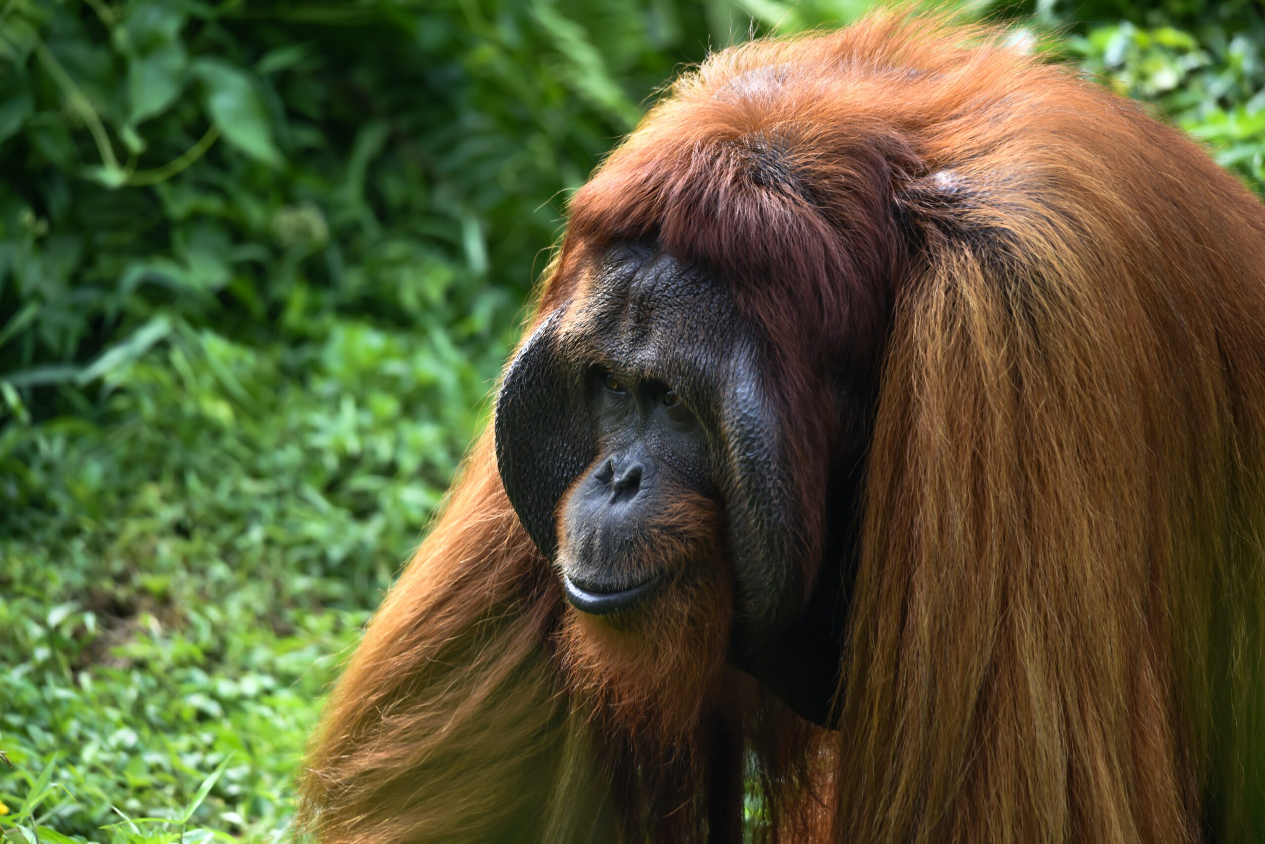 Bukit Lawang best places to see in Indonesia 